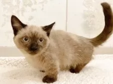 アメリカンカール×マンチカン(短足)【群馬県・男の子・2025年8月14日・シールポイント】の写真4