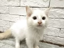 ラグドール【群馬県・男の子・2025年4月4日・クリームポイントバイカラー】の写真4