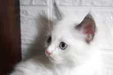 ラグドール【群馬県・男の子・2025年6月11日・ブルーポイントバイカラー】の写真5