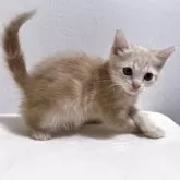 アメリカンショートヘア×ラグドール【群馬県・女の子・2025年8月3日・レッドタビー】の写真5