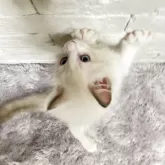 ラグドール【群馬県・男の子・2025年10月3日・ブルーポイントバイカラー】の写真6