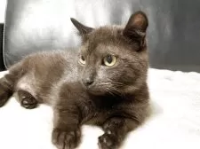 マンチカン✖️アメリカンカール【群馬県・女の子・2025年2月20日・ブラウンタビー】の写真6