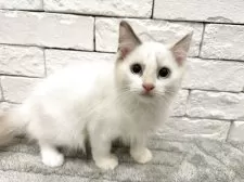 ラグドール【群馬県・女の子・2025年4月4日・ブルートーティーポイントバイカラー】の写真6