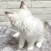 ラグドール【群馬県・女の子・2025年4月26日・ブルートーティーポイントバイカラー】の写真9