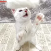 ラグドール【群馬県・女の子・2025年7月20日・ブルートーティーポイントバイカラー】の写真9