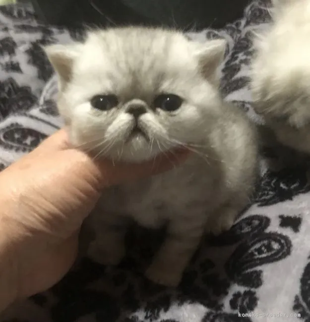 ID：1903-00845の子猫