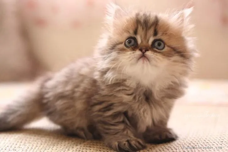 ID：1607-00257の子猫