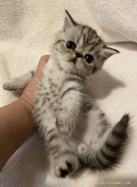 AH 様のお迎えした子猫