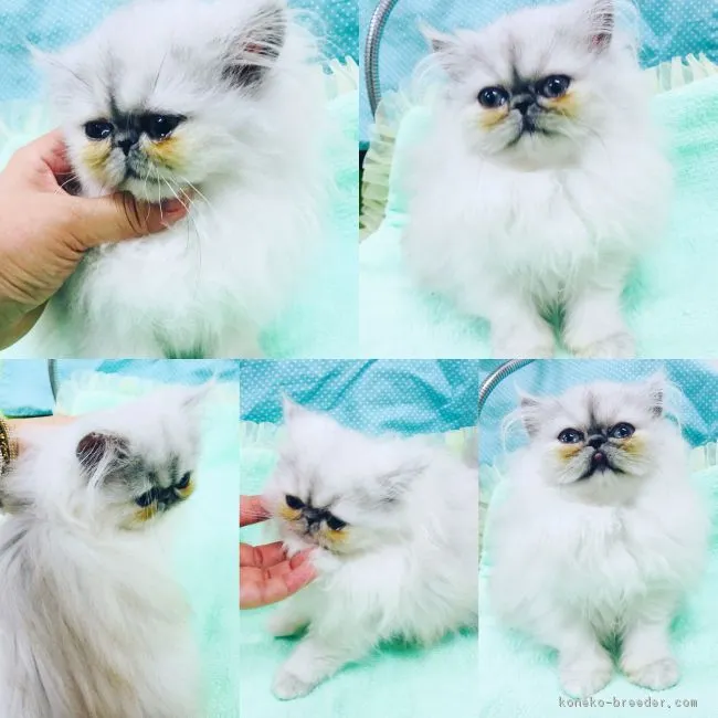 ID：1804-00265の子猫