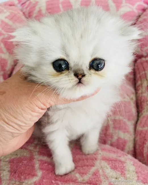 wako 様のお迎えした子猫