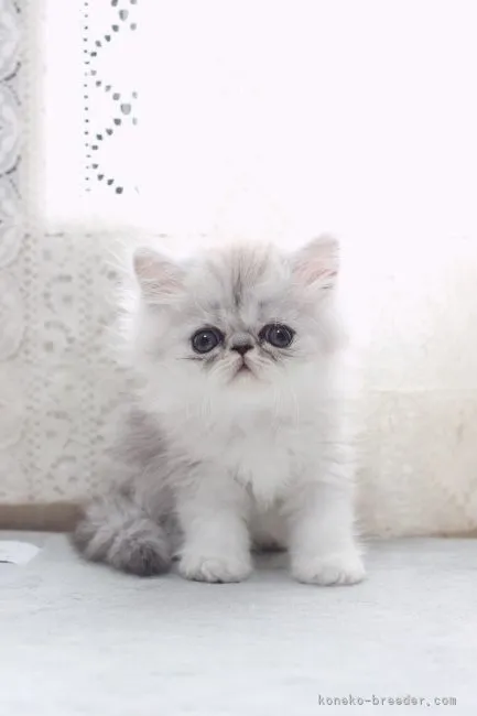 ID：2204-02651の子猫