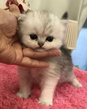 ミヌエット【東京都・男の子・2017年7月2日・シルバータビー（ロング）】の写真「好奇心旺盛な僕❤️写真更新しました。」