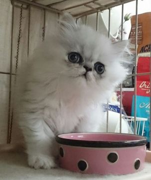 ペルシャ(チンチラ)【東京都・男の子・2016年8月15日・シェイデットシルバー（ロング）】の写真「出張もいたします(^-^実物は数倍可愛いです。」