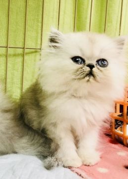 ペルシャ(チンチラ)【東京都・男の子・2018年3月23日・シェイデットシルバー（ロング）】の写真「イケメン4兄弟です。1番君.」