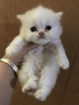 ミヌエット【東京都・男の子・2019年7月10日・カメオ】の写真「期間限定セール8/26から9/1まで」