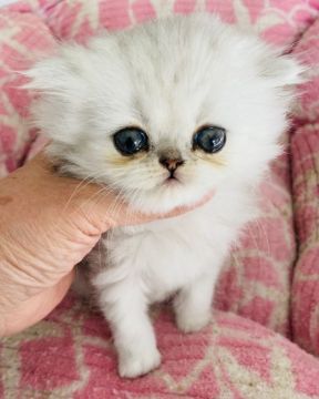 ミヌエット【東京都・女の子・2020年9月23日・シェイデットシルバー】の写真「小さめフワフワな子猫ちゃんです。」