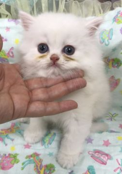 ミヌエット【東京都・男の子・2018年6月6日・シェルカメオ（ロング）】の写真「兄弟いち、おとなしい子です。毛先だけクリームになる」