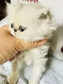 ペルシャ(チンチラ)【東京都・男の子・2018年3月23日・シェイデットシルバー】の写真3「元気でなかなか写真撮れず😅」