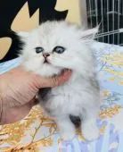 ミヌエット【東京都・女の子・2019年3月5日・シェイデットシルバーまたはシルバータビー】の写真5