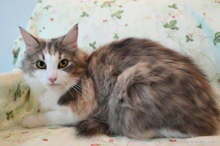 ノルウェージャンフォレストキャット【・女の子・2023年3月10日・ブル-パッチドマッカレルタビ-&amp;ホワイト】