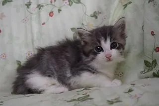 ID：1701-00064の子猫