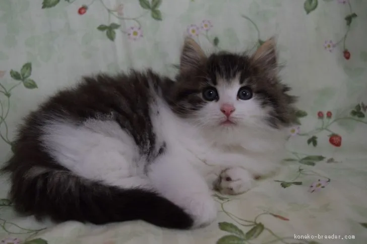 ID:1904-00421の子猫