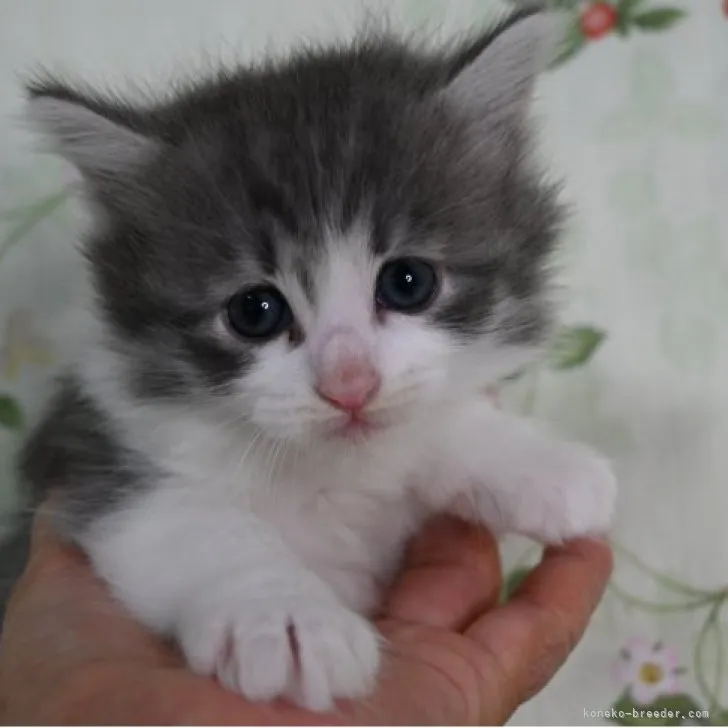 ID：2303-02151の子猫