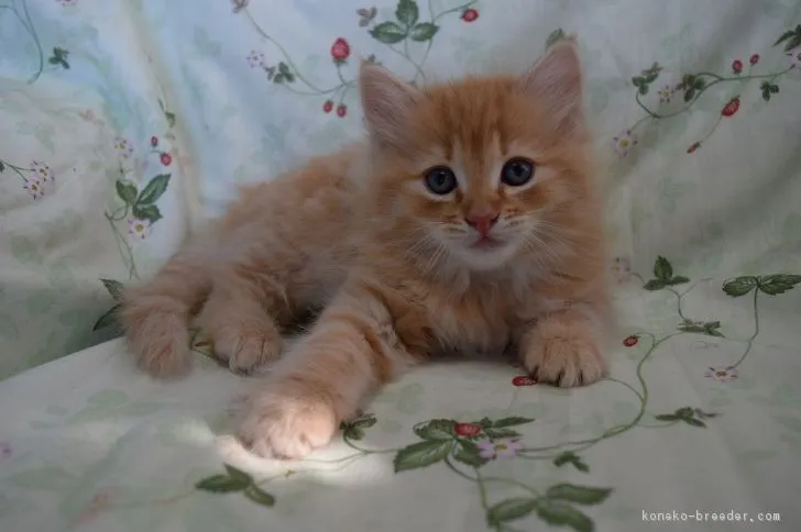 ID：1611-00563の子猫