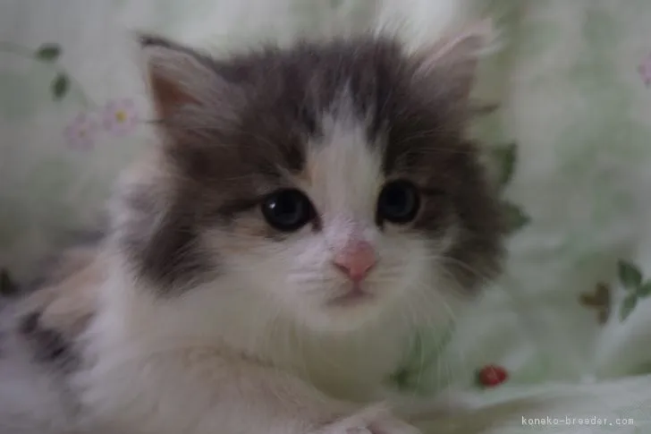 ID：1801-01074の子猫