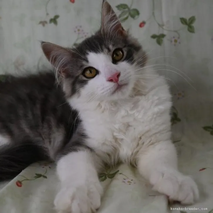 ID:2305-00614の子猫