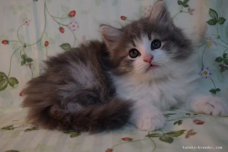 ID:1707-00822の子猫