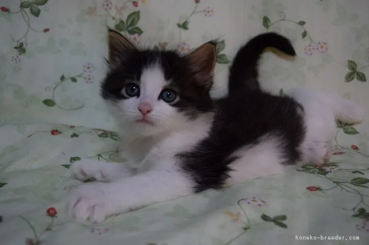 ID:1603-00163の子猫
