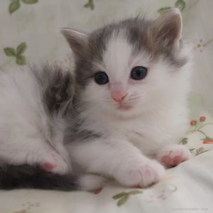ID:2312-02742の子猫