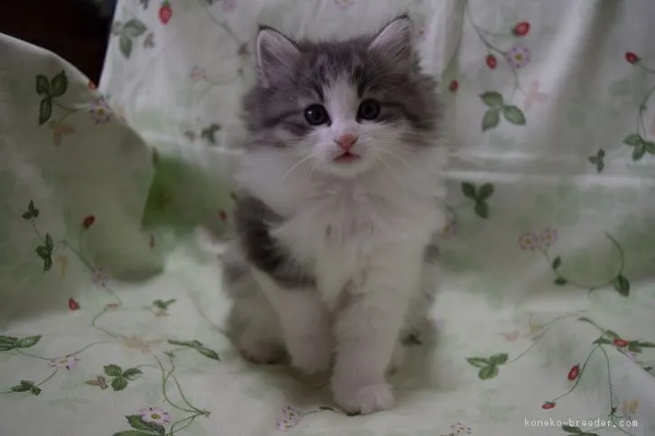 ID:1602-00334の子猫
