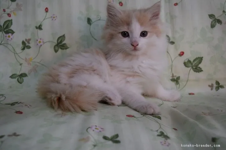 ID：1603-00256の子猫