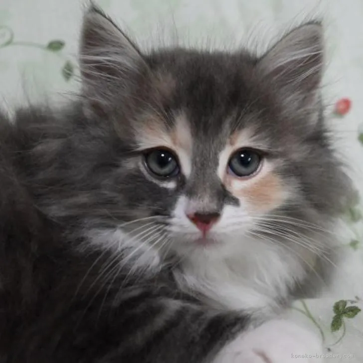 ID：2205-02409の子猫