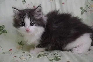 ID：1701-00063の子猫