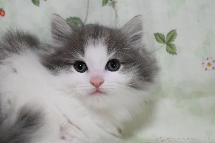 ID：2202-00966の子猫