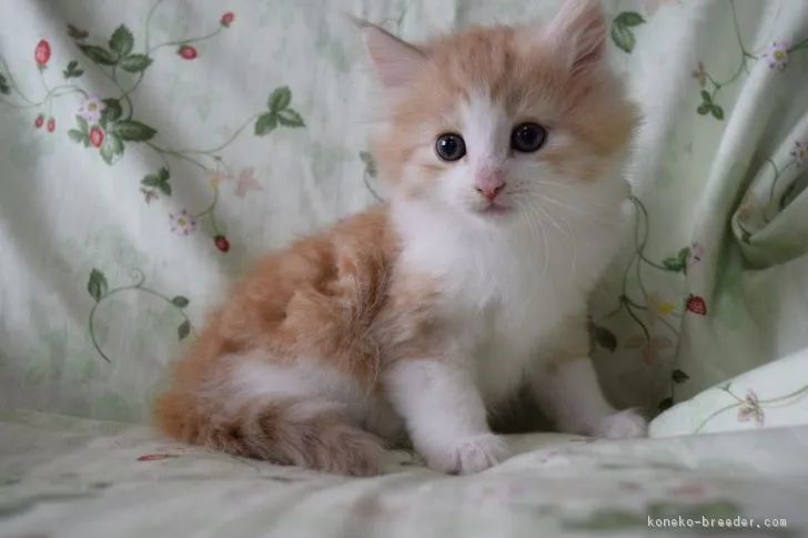 ID：1810-00369の子猫