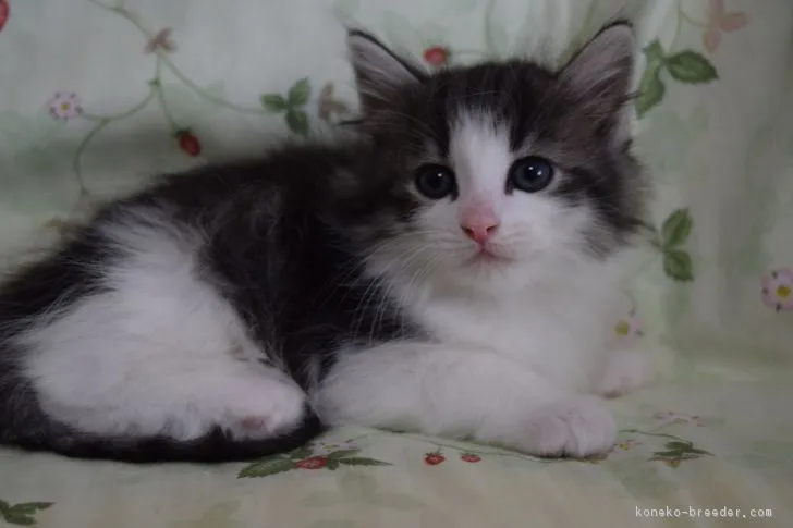 ID:1901-00921の子猫