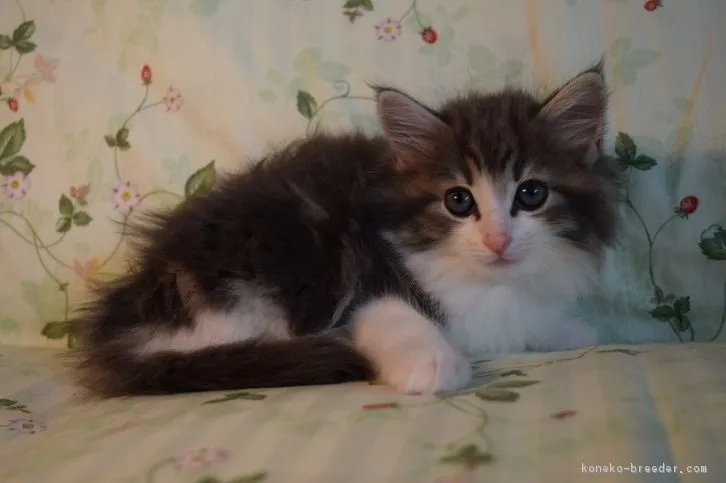 ID：1604-00492の子猫