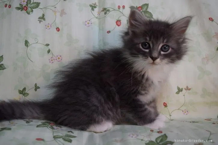 ID：1603-00164の子猫