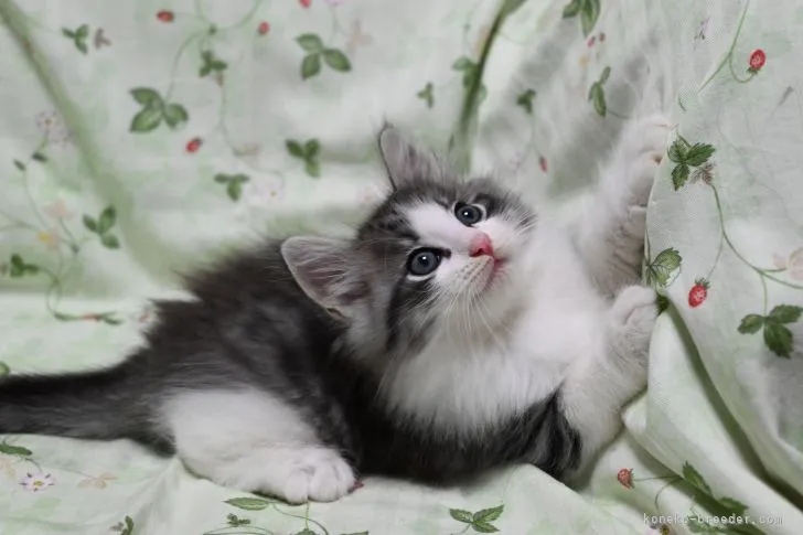 ID:2108-00335の子猫