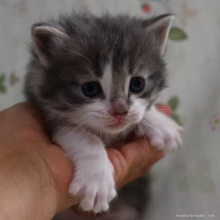 ID：2312-02744の子猫