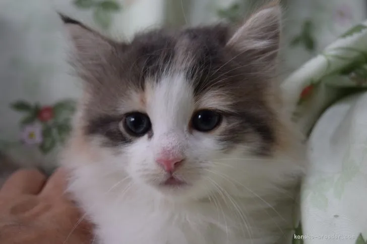 ID：1909-01877の子猫