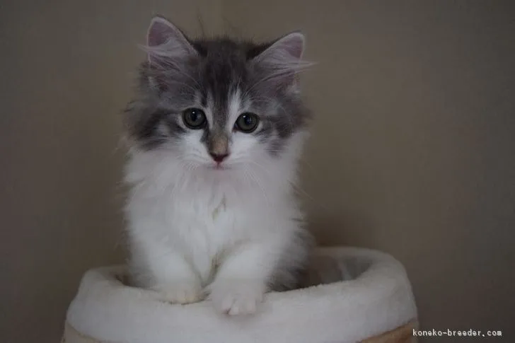 ID：1707-00819の子猫