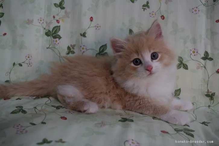 ID：1603-00255の子猫