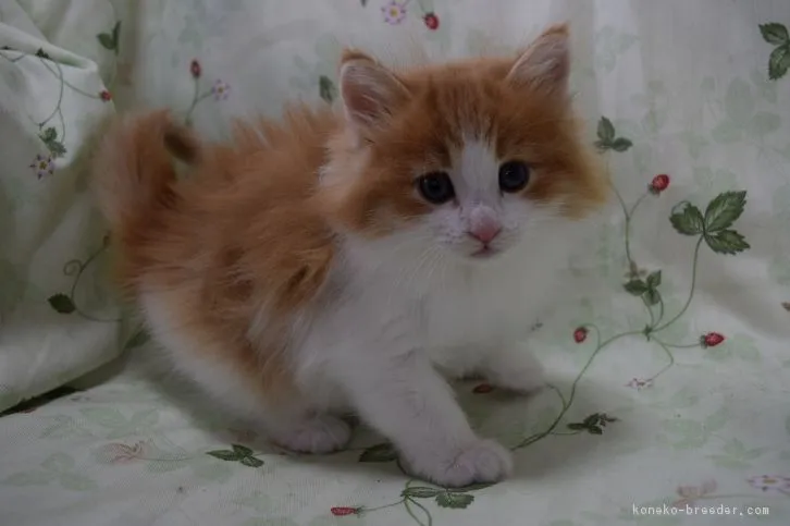 ID：1610-00171の子猫