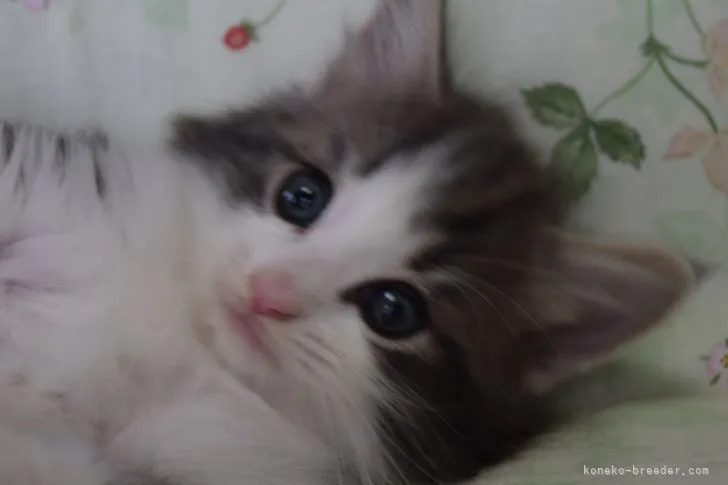 ID：2105-02101の子猫