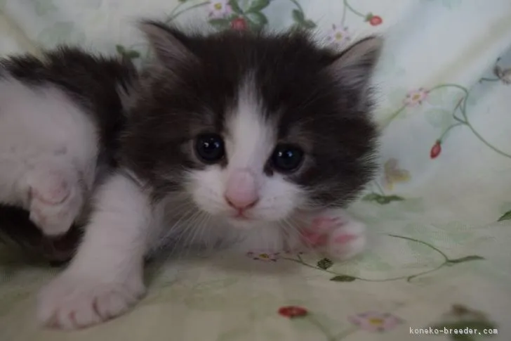 ID:1812-00633の子猫